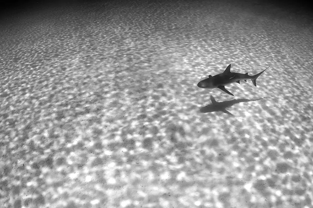 monocromatic light black and white shark print