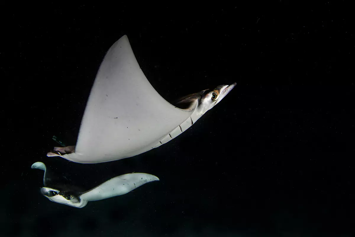 sea-rays-portrait-underwater-photography