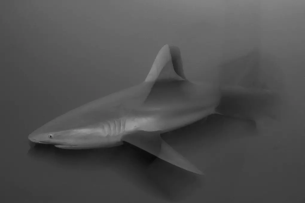 shades-of-gray-shark-picture-to-print