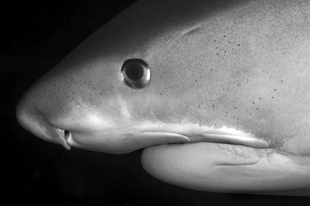 Shark Tiger Soul Sea creatures to print