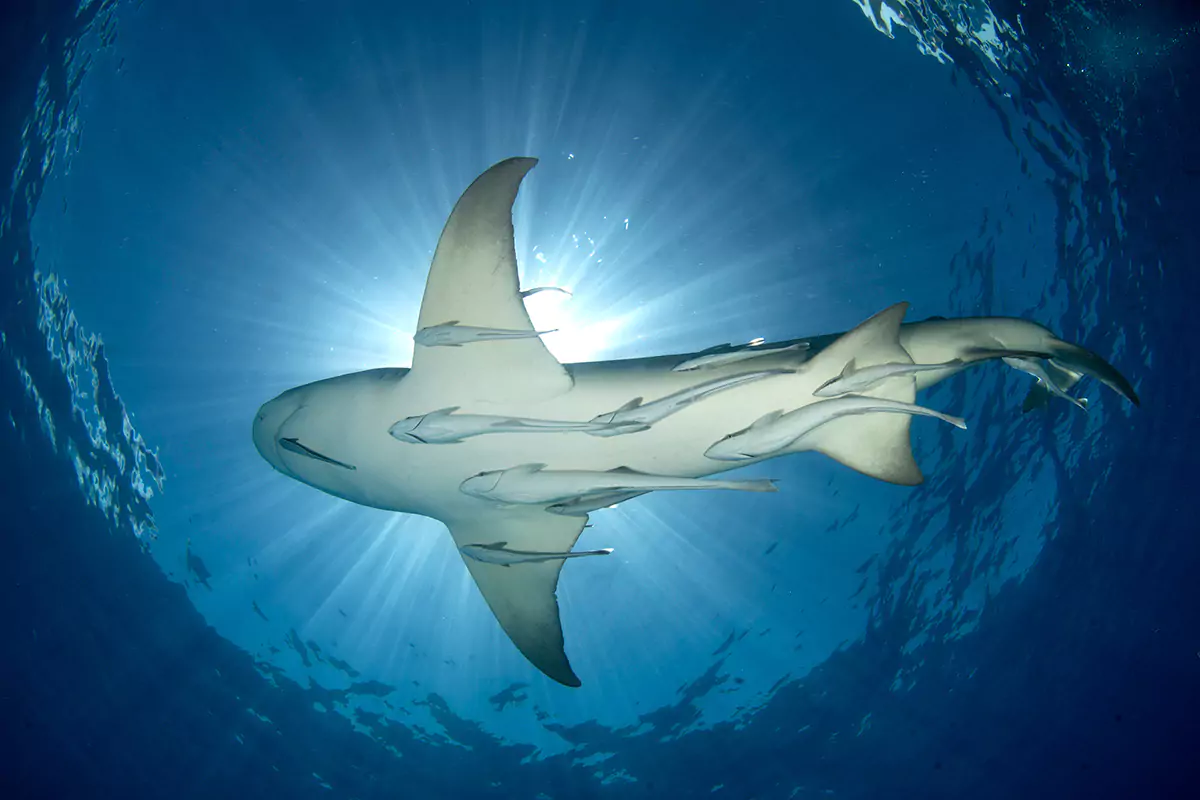 sharks-photography-portraits-on-sale-wall-art-prints