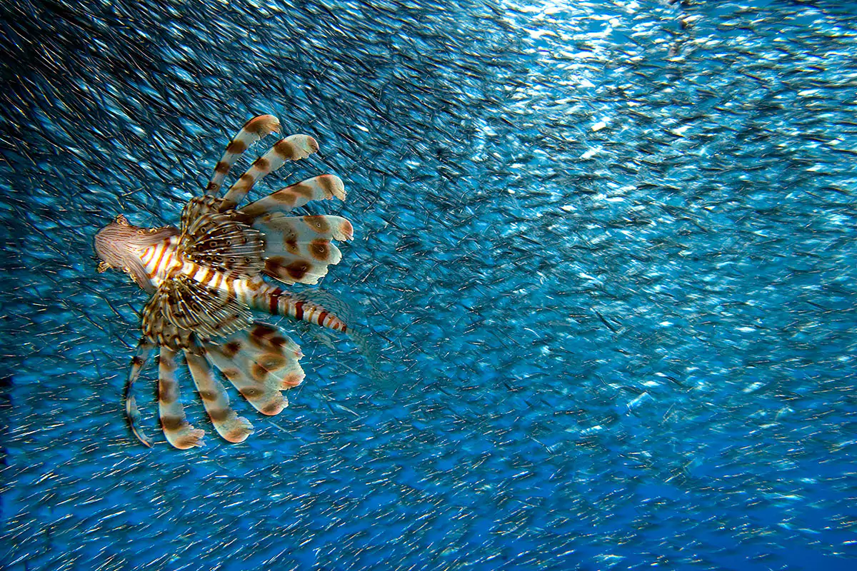 the-best-of-under-water-photography-prints-wall-art